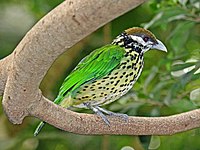 Catbird, White-eared Ailuroedus buccoides