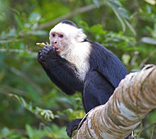 White-faced capuchin eating a wild banana along the Frio River, Costa Rica White faced Capuchin.jpg