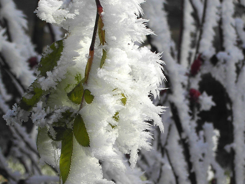 File:White frost 2.jpg