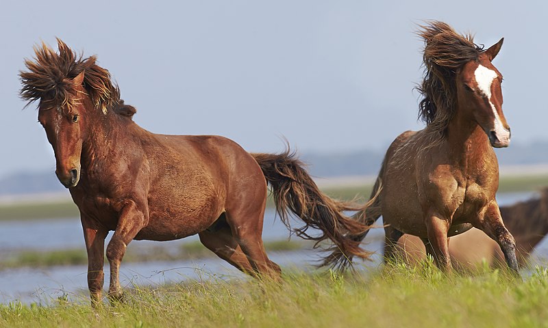 File:Wildlife (Horses in France).jpg