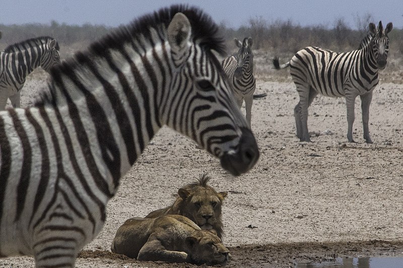 File:Wildlife of Etosha National Park.jpg