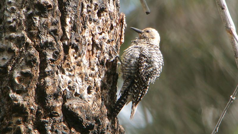 File:Williamson's Sapsucker (female) (14606047054).jpg