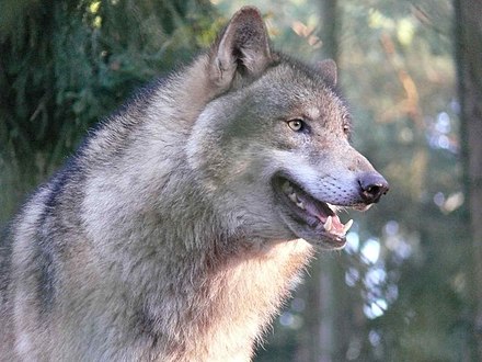 Es creu que el llop gris és l'avantpassat més immediat dels gossos domèstics.