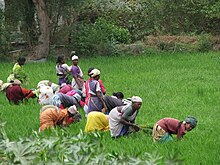 Women harvesting rice paddy in Tamil Nadu. Women rarely own land in their own names, although they often work in agriculture. Women Harvesting Rice Paddy.jpg