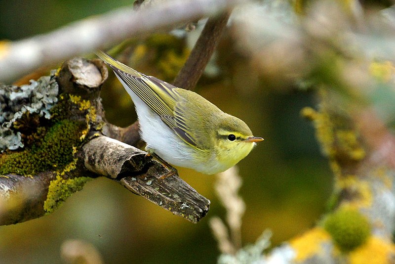 File:Wood Warbler (Phylloscopus sibalitrix), Baltasound - geograph.org.uk - 4401346.jpg