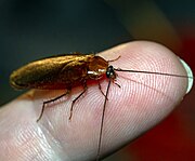 Woodland roach - 06.14.21.jpg