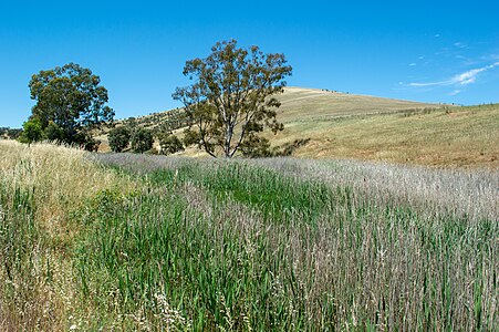 Woolshed Flat Creek