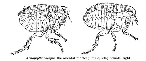 Male and female Xenopsylla cheopis XenopsyllaCheopisHerms.jpg