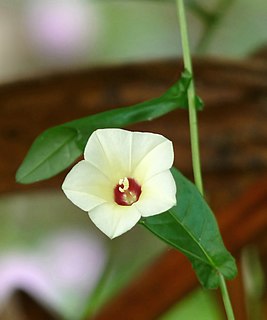 <i>Xenostegia</i> Genus of Convolvulaceae plants