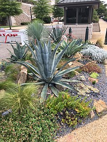 An example of xeriscaping outside the United States Capitol in Washington, DC. Xeriscaping USCapital2.jpg