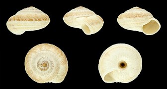 Xerosecta vaucheri 01.JPG