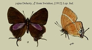 <i>Tajuria yajna</i> Species of butterfly