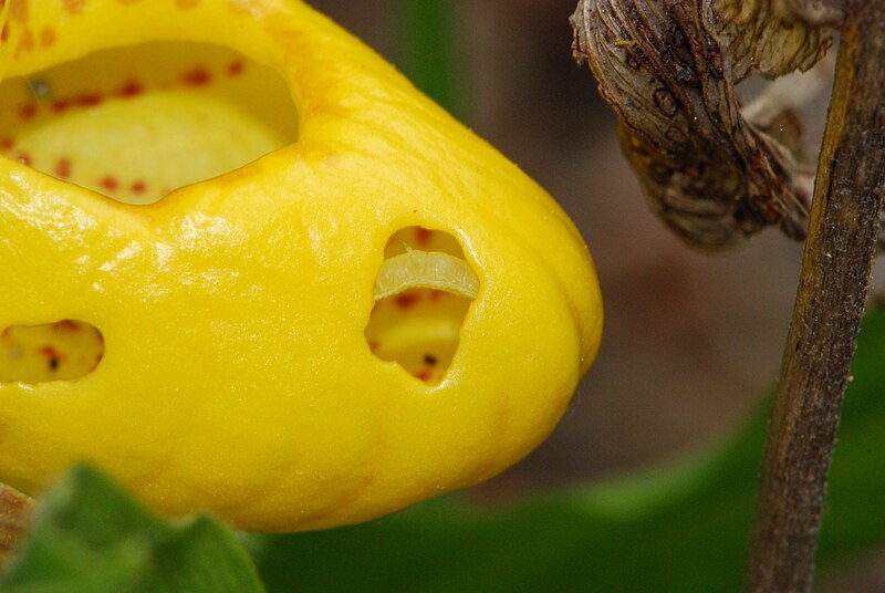 File:Yellow Lady's-Slipper (Cypripedium parviflorum) - 4692545912.jpg