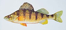 Žlutá okoun ryby perca flavescens.jpg