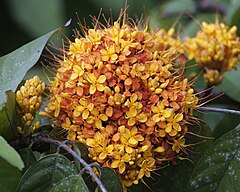 Yellow saraca (Saraca thaipingensis)2.jpg