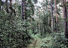 Цаговский лес, 2012 год