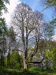 Two linden trees near Burkardroth, 3.jpg