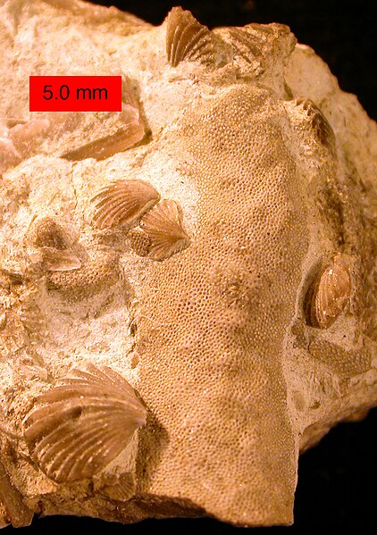 Atrypid brachiopods (Zygospira modesta) preserved in their original positions on a trepostome bryozoan; Cincinnatian (Upper Ordovician) of southeaster