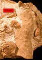 Ang Zygospira modesta, mga spiriferid brachiopod naingatan sa kanilang mga orihinal na posisyon sa isang trepostome bryozoan; Cincinnasiyano (Itaas na Ordovician) ng katimugang silangang Indiana.
