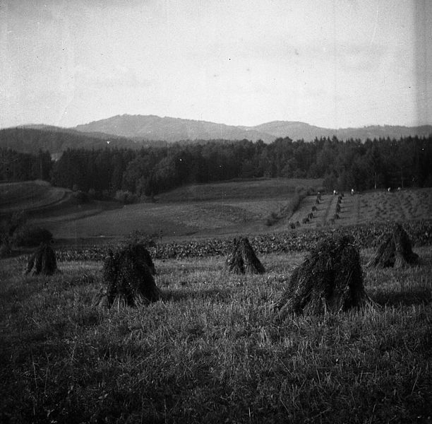 File:"Nastavki" ajdovih snopov na njivi, Bruna vas 1951.jpg