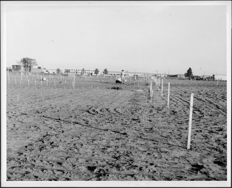 File:"Victory Gardens" (I0040027).tif