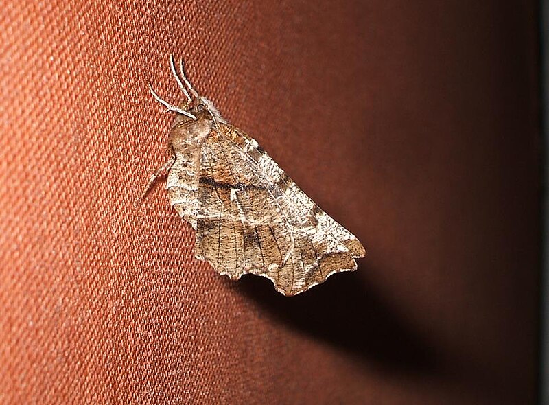 File:(1917) Early Thorn (Selenia dentaria) (3405731720).jpg