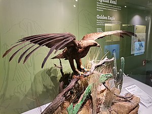 Águila Real en sala 5