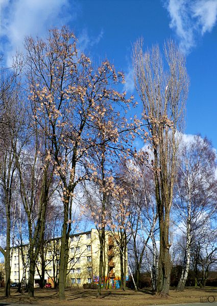 File:Łódź, ul. Pomorska - panoramio.jpg