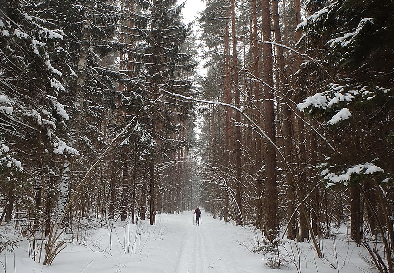 File:В зимнем лесу - panoramio.jpg