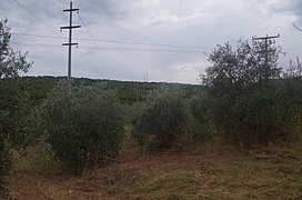 Насад на маслинови дрвја близу Нов Дојран, Македонија