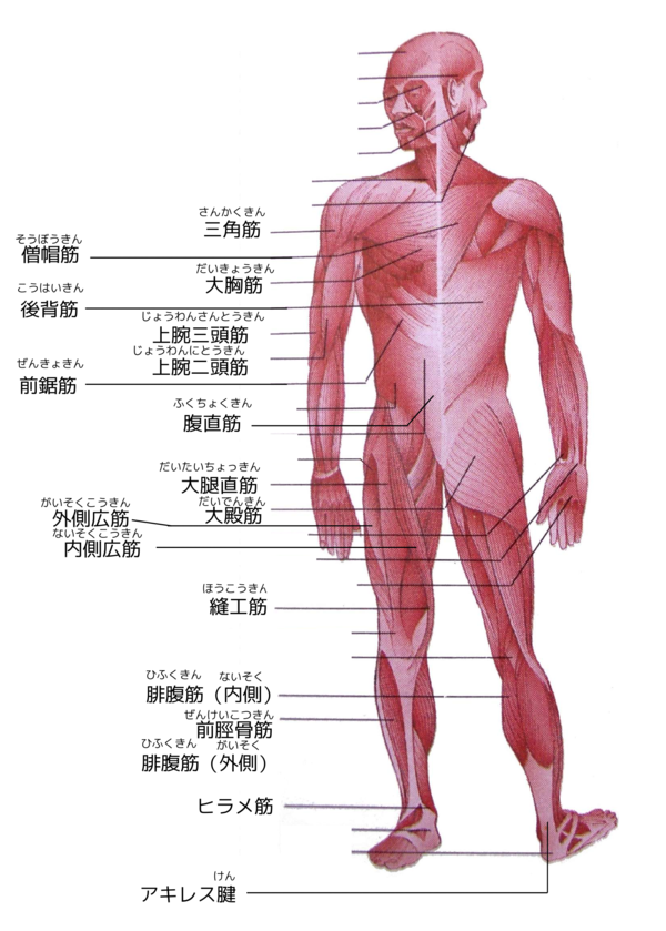 中学校保健 私たちの体のつくり Wikibooks