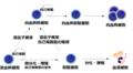 白血病発症の説明図