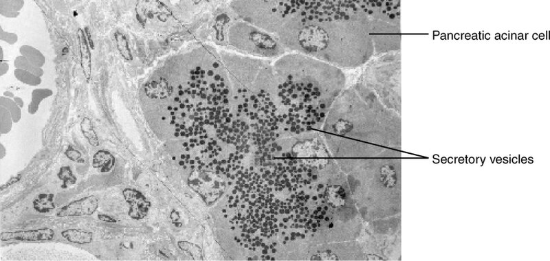 File:0311 Pancreatic Cells Micrograph.jpg