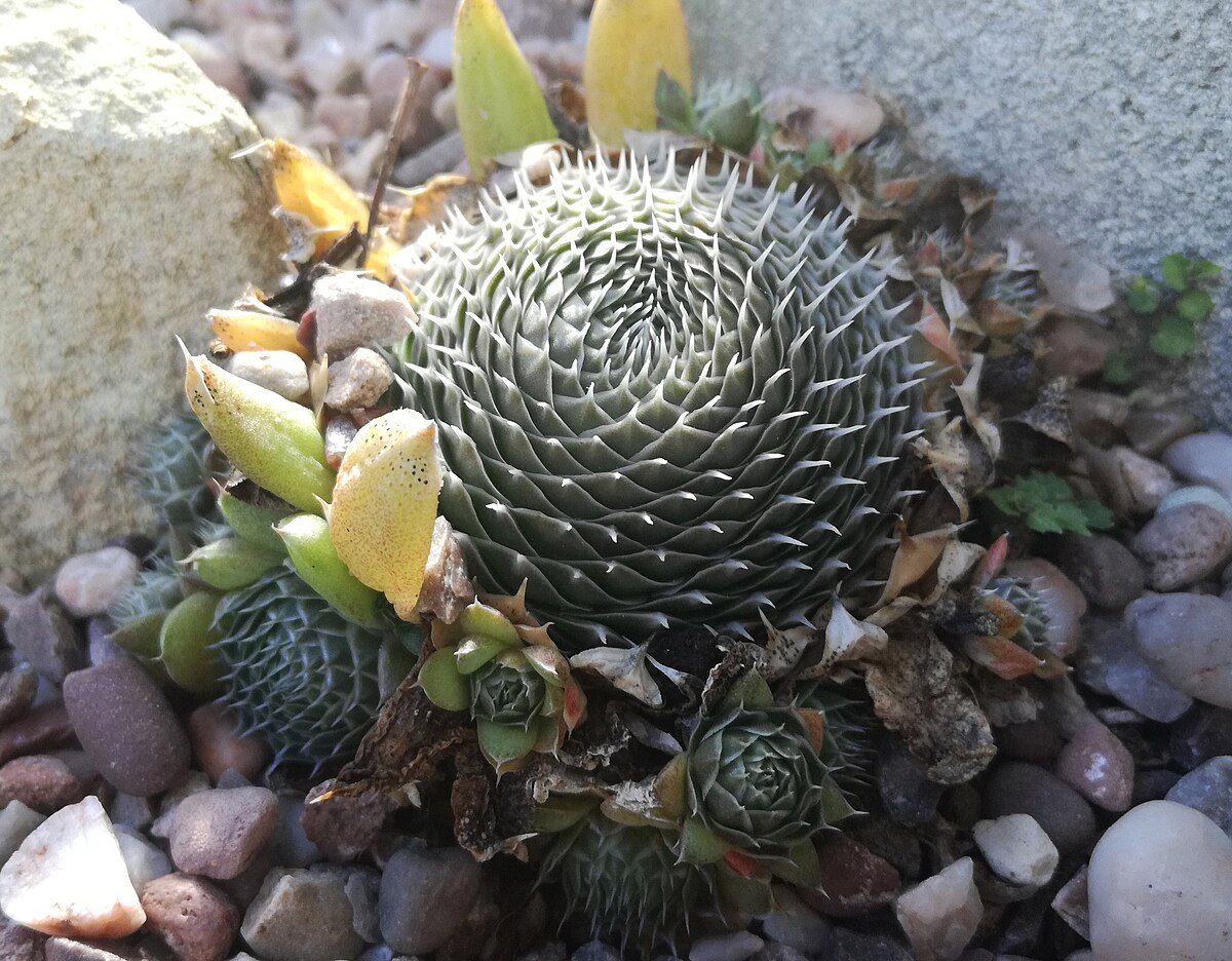 Orostachys iwarenge