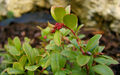 Vaccinium vitis-idaea