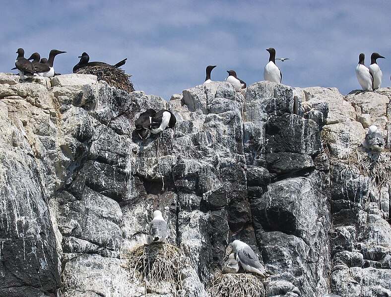 File:2009 07 02 - GuIllemots, shags and kittiwakes breeding on Farne Islands.JPG