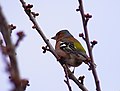 Buchfink - Fringilla coelebs, Männchen