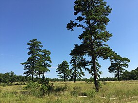 2015-08-21 10 57 11 Krajina podobná savaně podél silnice úspěchu v oblasti Colliers Mills Wildlife Management Area v Jacksonu, New Jersey.jpg