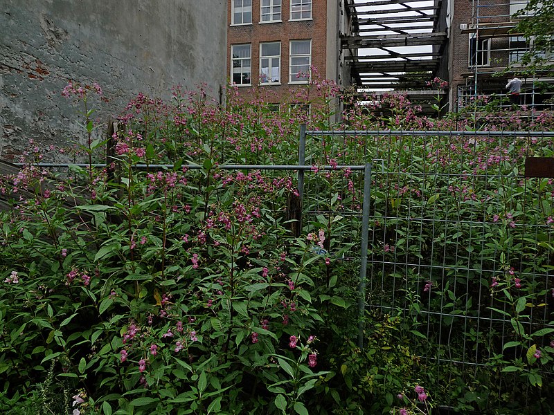 File:2015.08 - Amsterdam photo of urban Nature in Summer; flowering vegetation in the heart of the city - geotagged free urban picture, in public domain Commons; ; Dutch photography, Fons Heijnsbroek, The Netherlands (25333168674).jpg