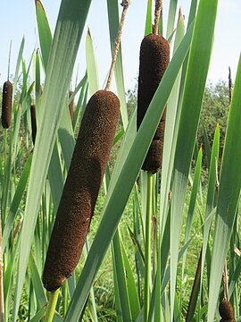 Коричневый початок. Рогоз широколистный (Typha latifolia). Рогоз широколистный и камыш. Рогоз широколистный (Typha latifolia l.). Чакан рогоз.