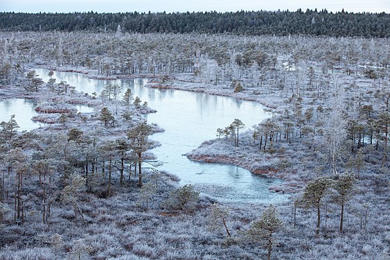 Great Ķemeri Bog in winter. Photograph: Karlis Ustups