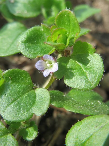 File:20170316Veronica hederifolia4.jpg