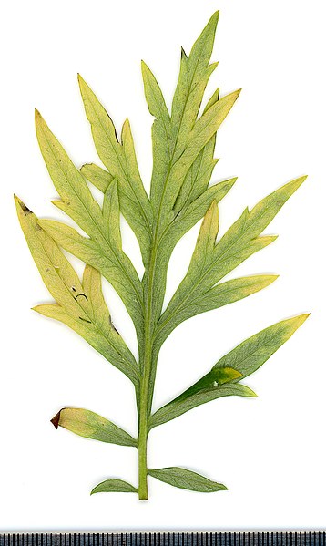 File:2020 year. Herbarium. Artemisia vulgaris. img-031.jpg