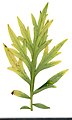 * Nomination Artemisia vulgaris. Leaf abaxial side. --Knopik-som 02:35, 11 October 2021 (UTC) * Promotion  Support Good quality -- Johann Jaritz 02:52, 11 October 2021 (UTC)