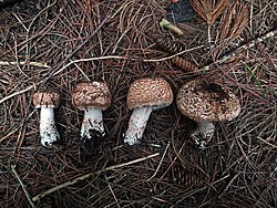 2021-07-31 Agaricus benesii (Pilát) Pilát 1361238.jpg