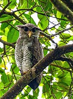 Thumbnail for Barred eagle-owl