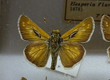 472-Hesperia florinda.JPG