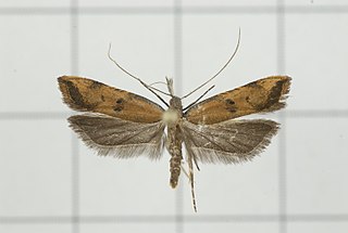 <i>Dichomeris fuscalis</i> Species of moth