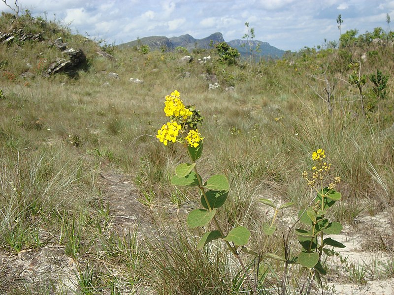 File:AREA DE PROTEÇÃO AMBIENTAL SERRA SAO JOSE-TIRADENTES-MAGDA GALEGO (34).jpg