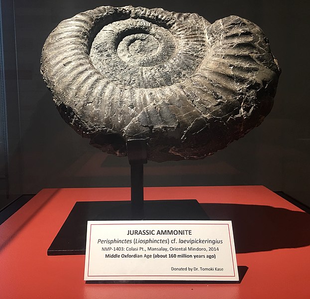 File:A 160 million years old Jurassic Ammonite fossil displayed at Philippine National Museum.jpg